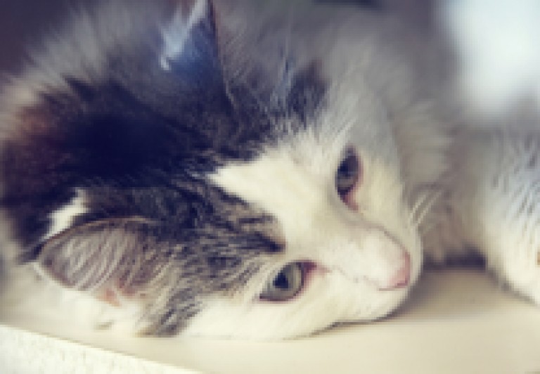 Stress du chat: mon chat est-il stressé?